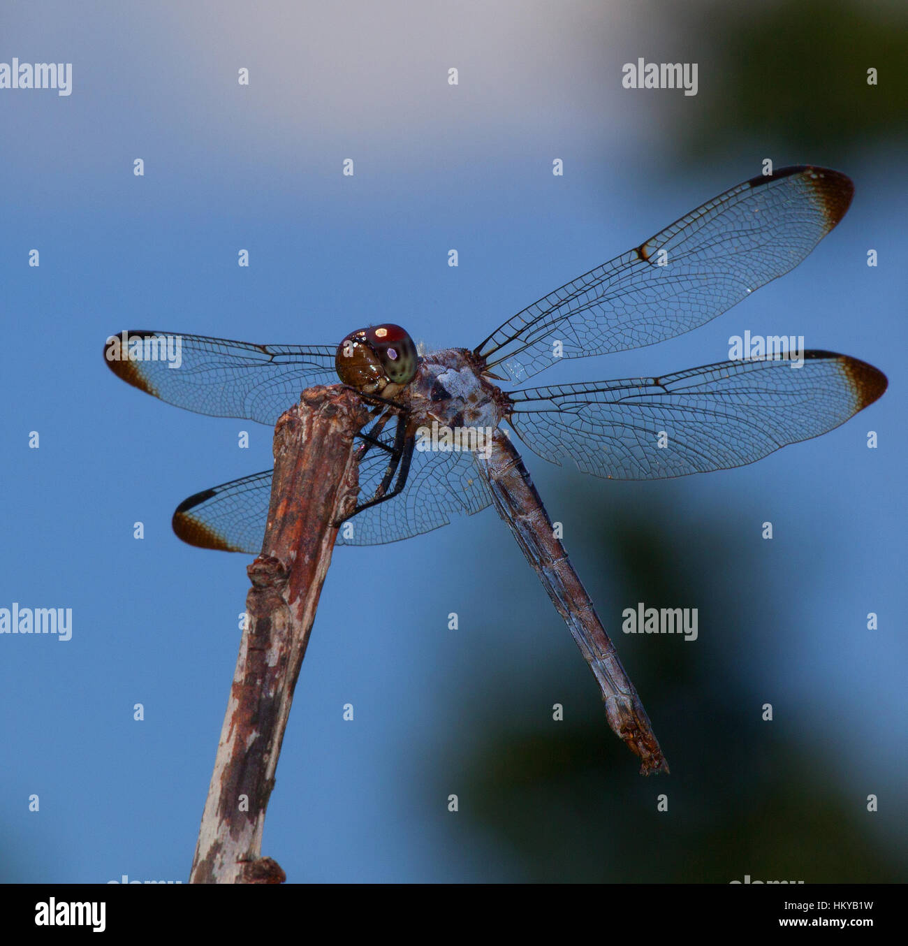 Brown and green eyed dragonfly on a stick hunting Stock Photo - Alamy