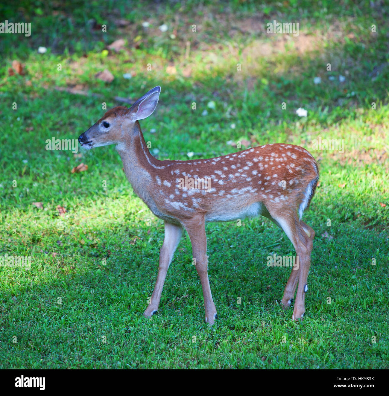Whitetail deer fawn with spots walking on the grass Stock Photo Alamy