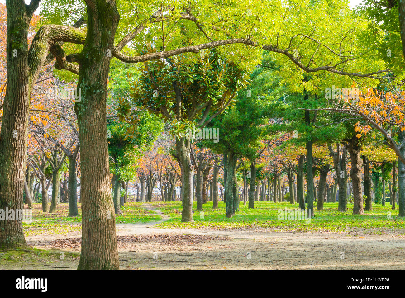 Green Forest trees Stock Photo - Alamy
