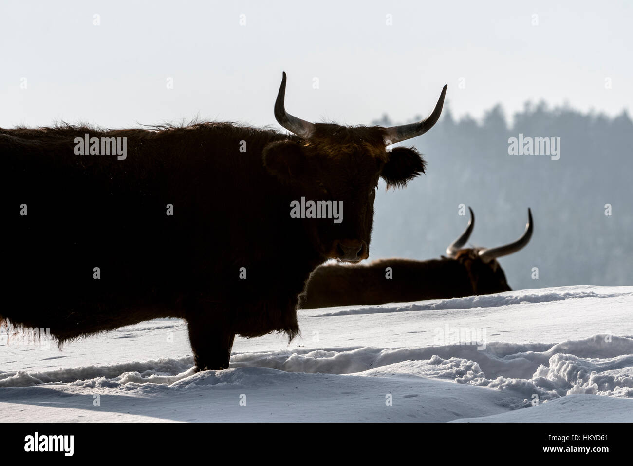 Heck cattle (Bos domesticus) bull in the snow in winter. Attempt to breed back the extinct aurochs (Bos primigenius) Stock Photo