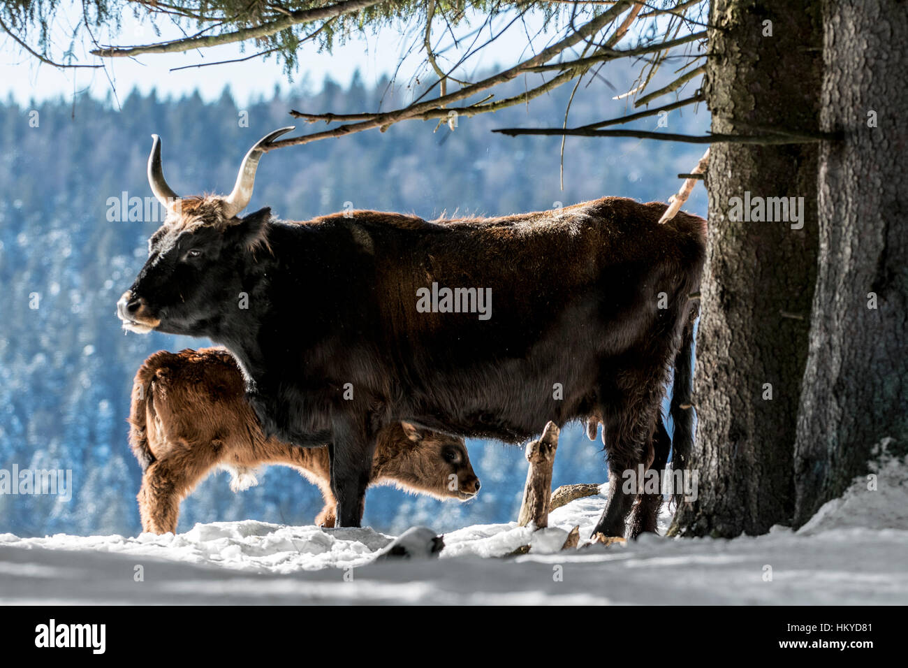 Heck cattle (Bos domesticus) cow with calf in the snow in winter. Attempt to breed back the extinct aurochs (Bos primigenius) Stock Photo