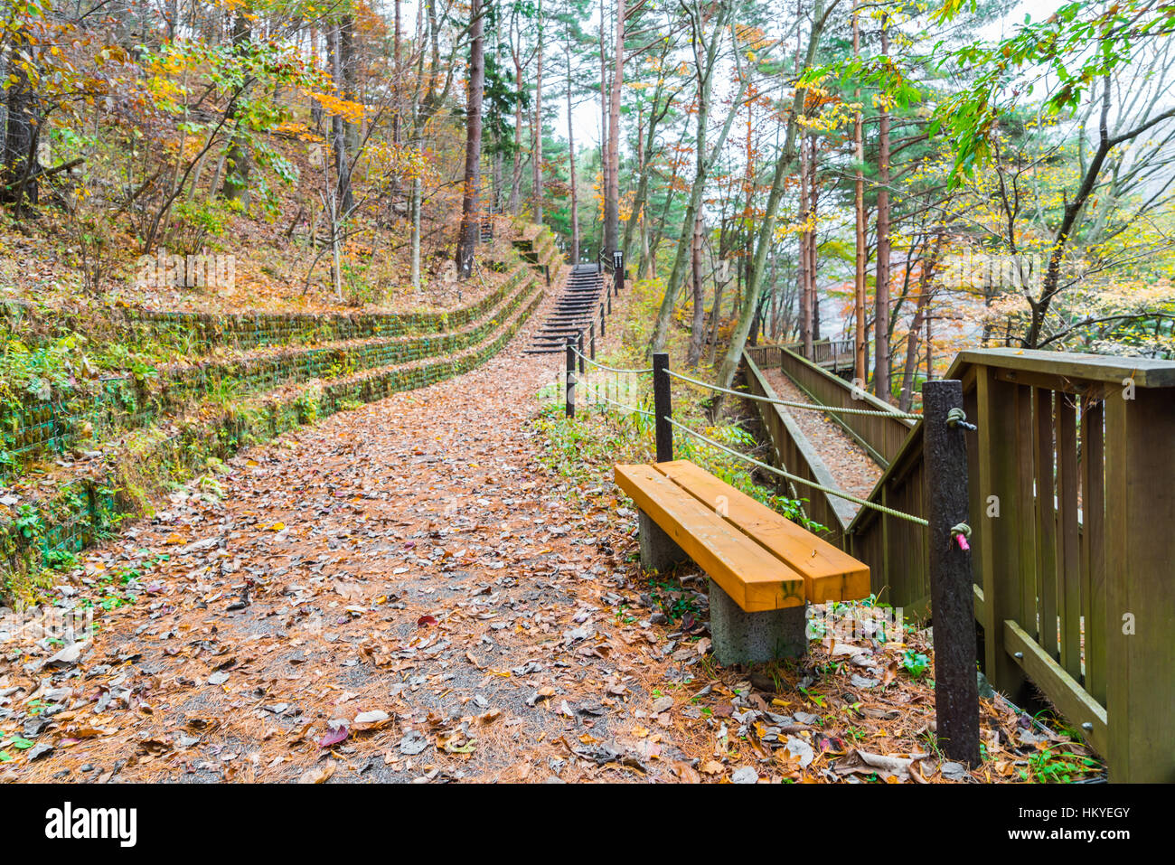 Wooden bench in the park Stock Photo - Alamy