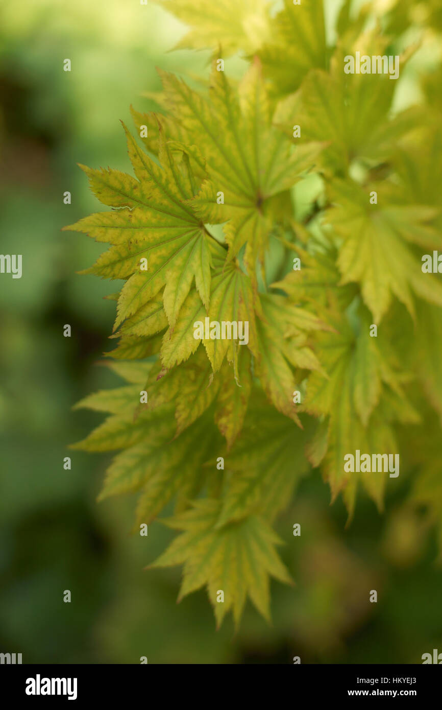 Golden Full Moon Maple (Acer shirasawanum 'Aureum') Stock Photo