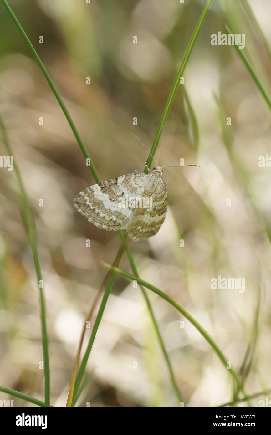 Grass Rivulet (Perizoma albulata Stock Photo - Alamy