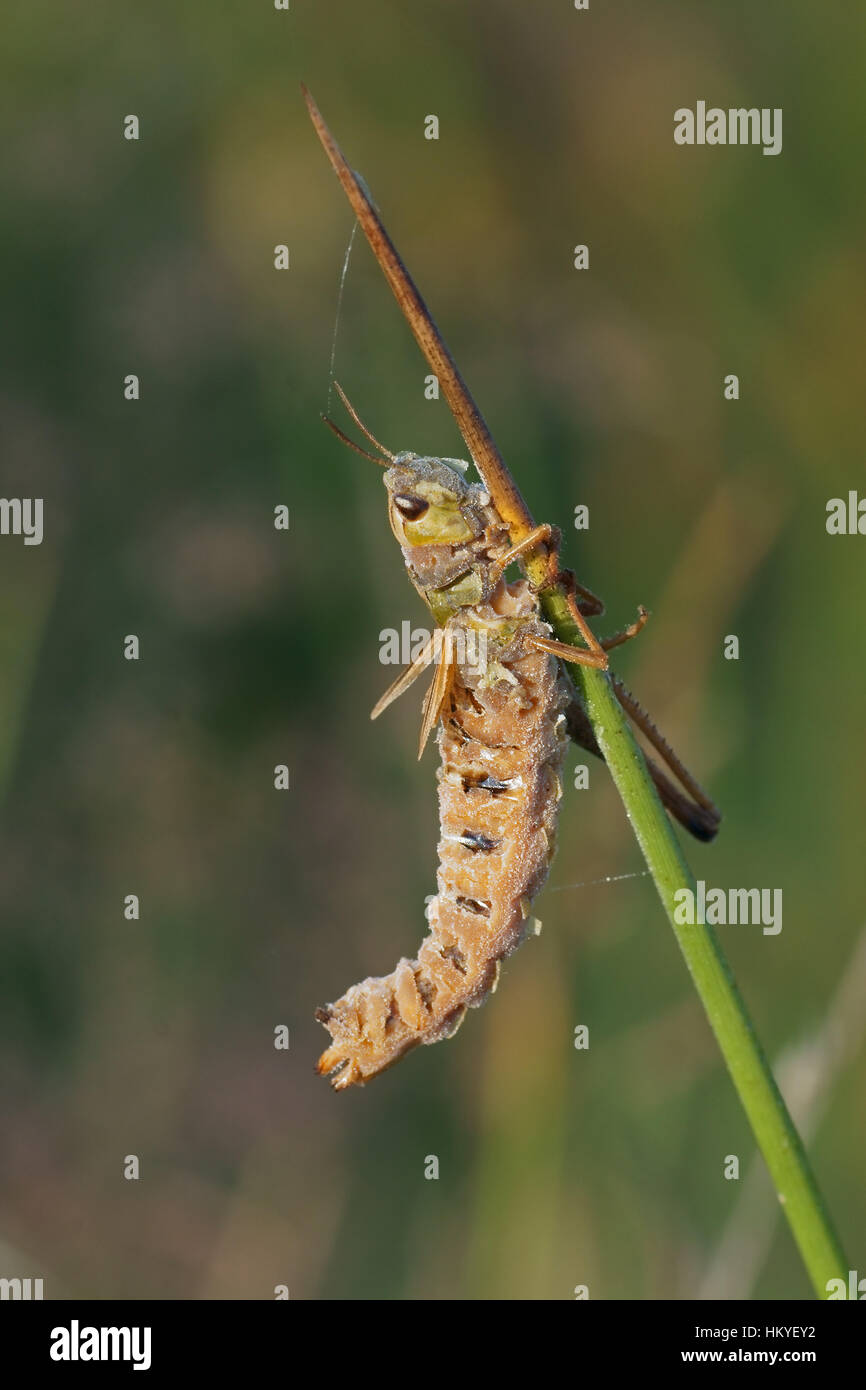 Grasshopper infected with fungus Stock Photo