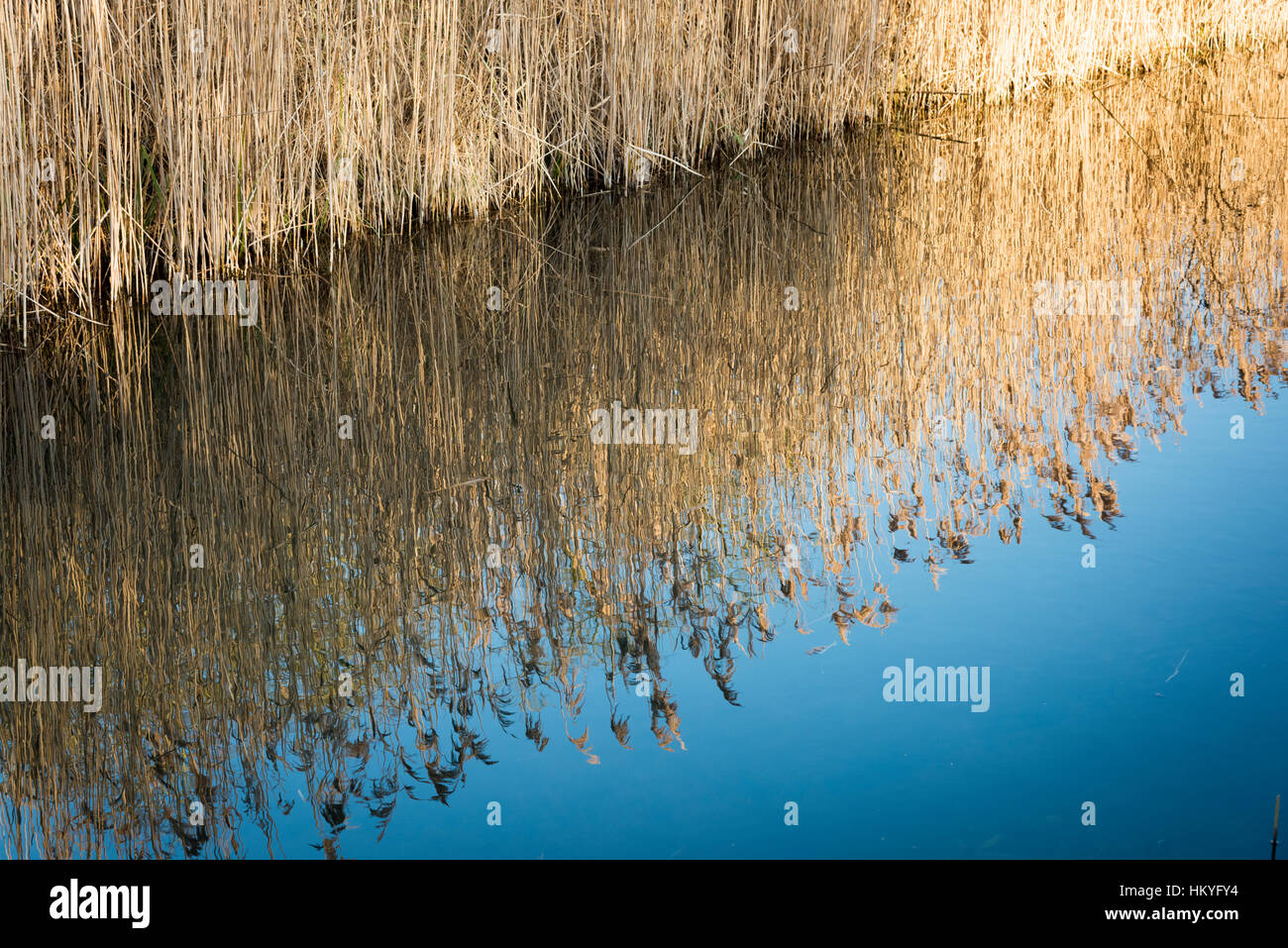 A reedbed with reeds reflecting in a fenland drain in the ...