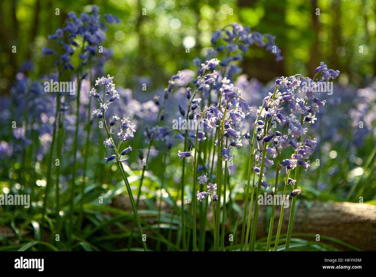 Wild bluebell flowers in Kent, England Stock Photo Alamy