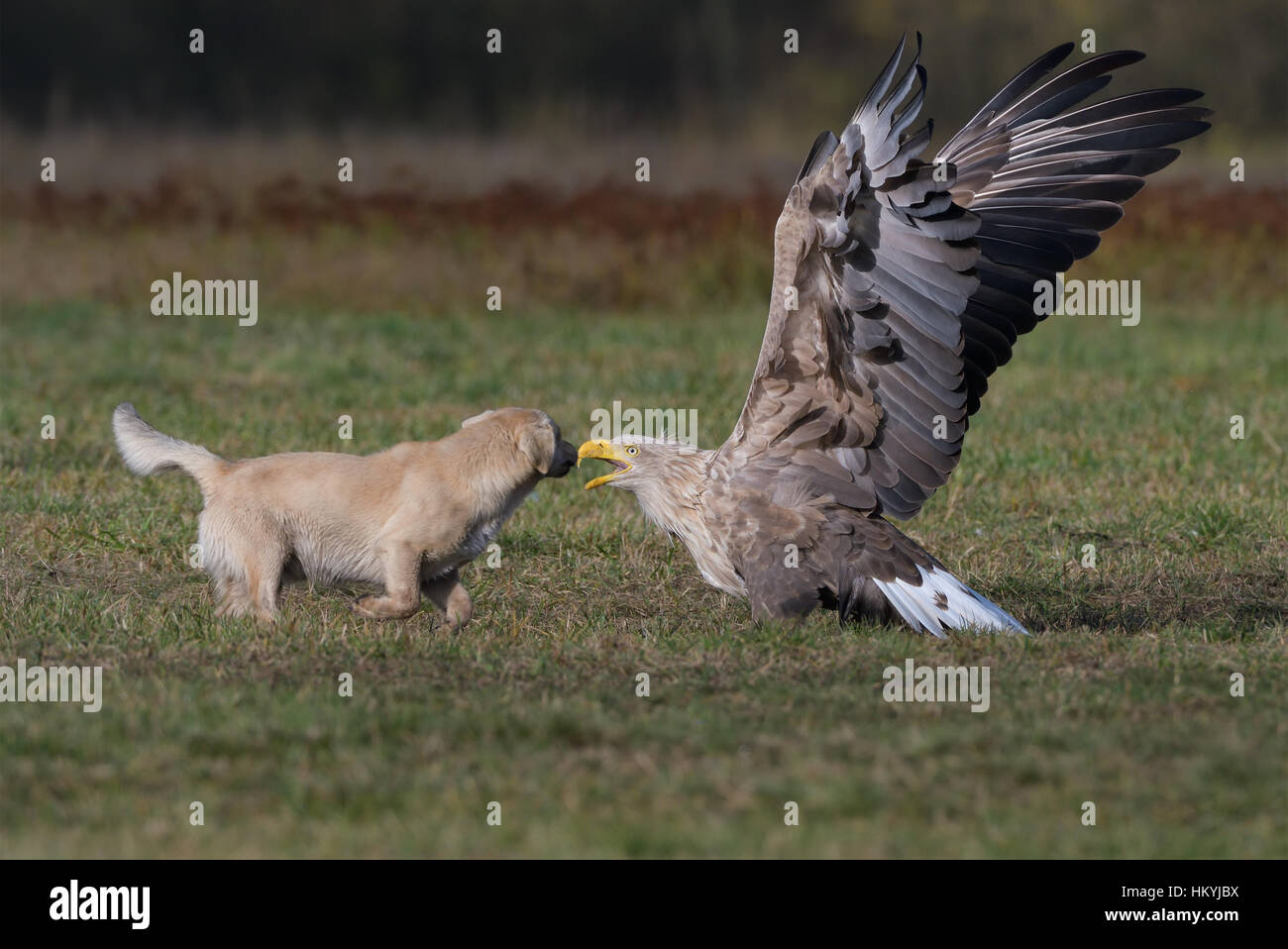 Whitetailed aka Sea Eagle face to face with a domestic dog which Stock