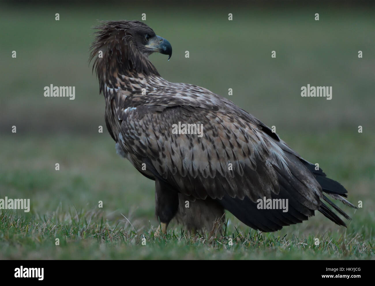 Sea Eagle aka White-tailed eagle on a grassy field looking around for ...