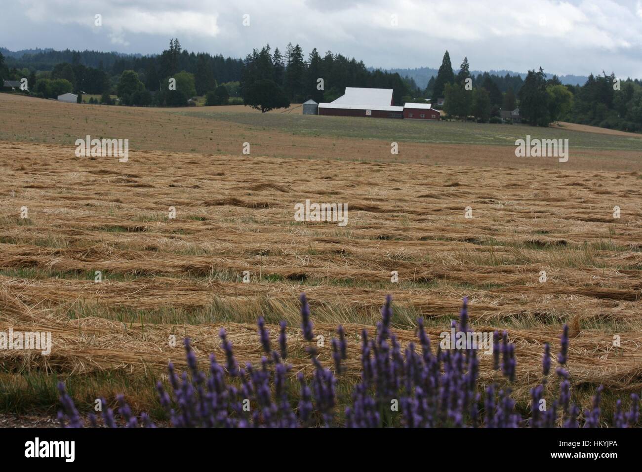 Distant red barn with white roof in golden, yellow field backed by ...