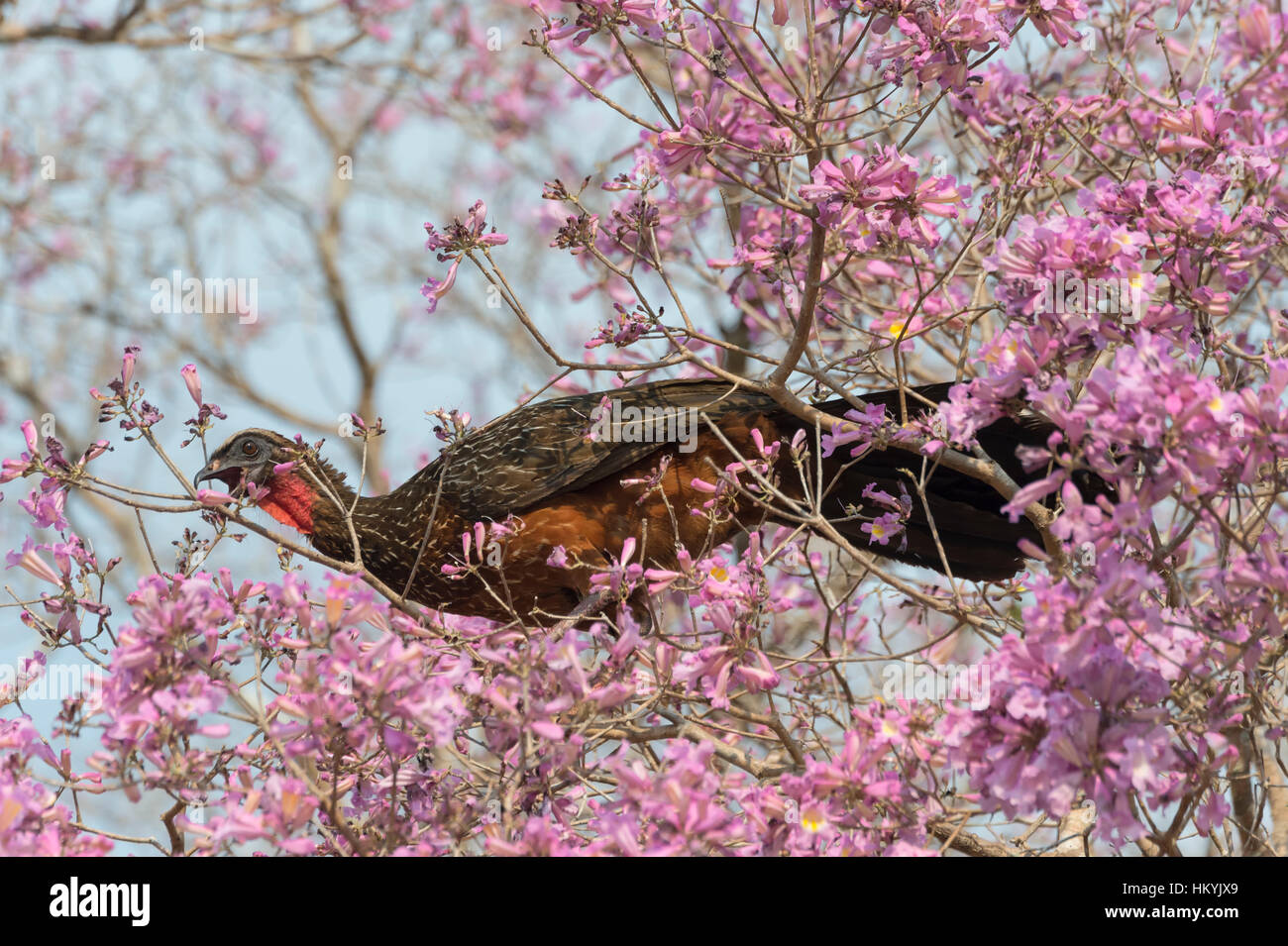 Chestnut-bellied Guan (Penelope ochrogaster) in a flowering pink Ipe ...