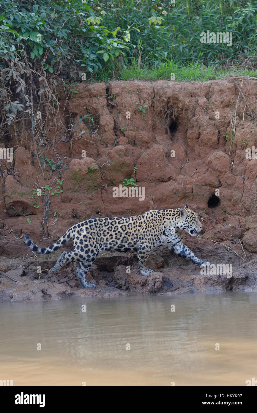 Young Jaguar (Panthera onca) walking on a riverbank and entering the water, Cuiaba river