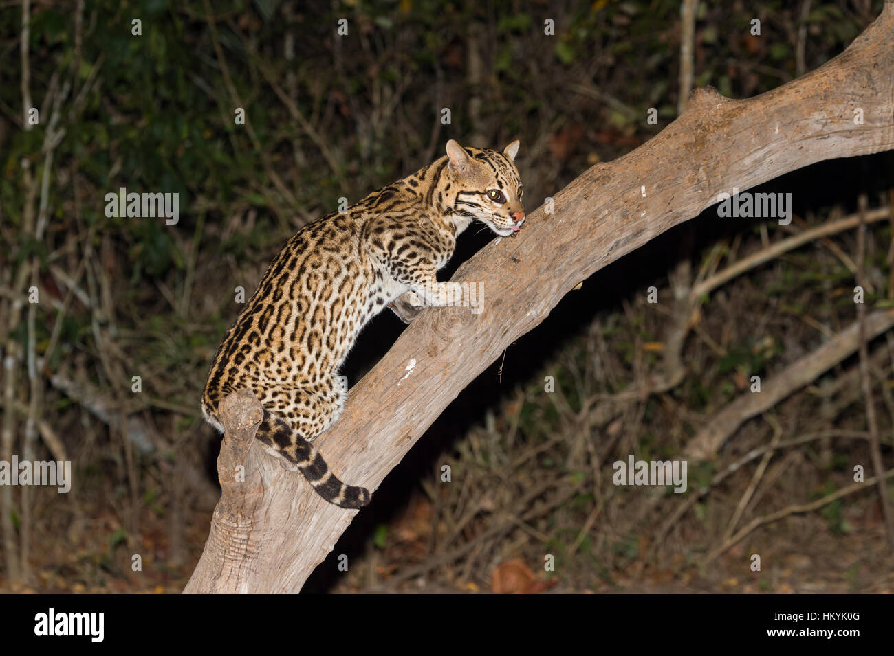 Ocelot (Leopardus pardalis) at night, Pantanal, Mato Grosso, Brazil Stock Photo