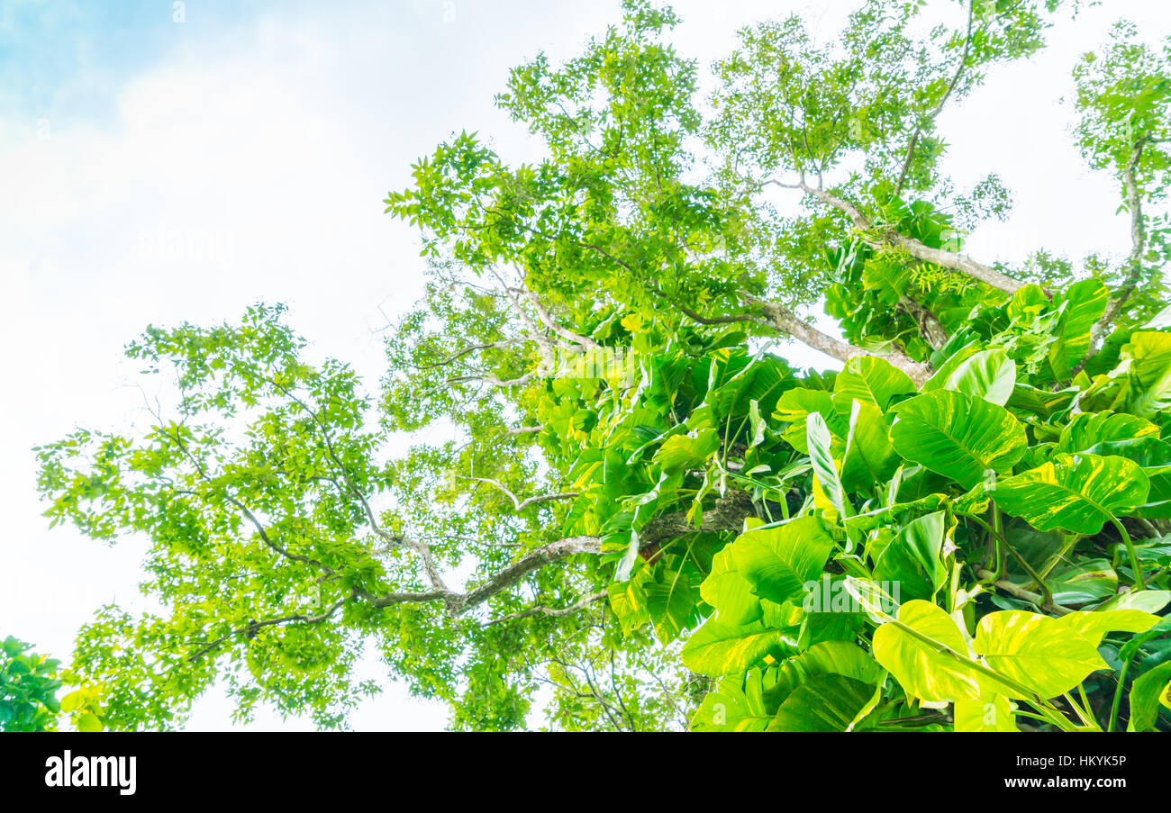 Beautiful green Forest trees Stock Photo - Alamy