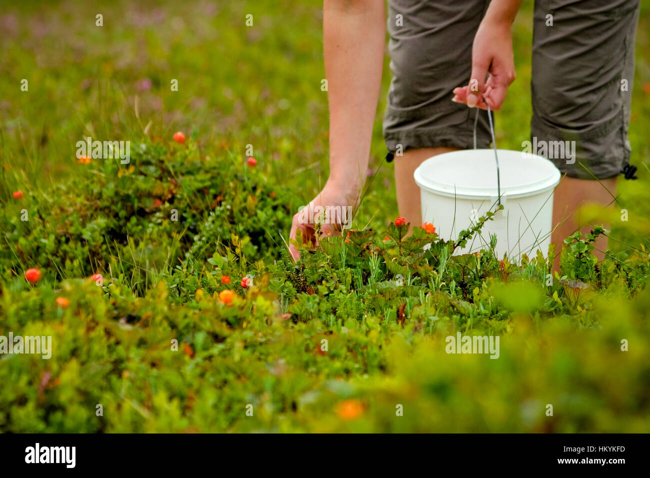 Woman picking berries into bucket Stock Photo