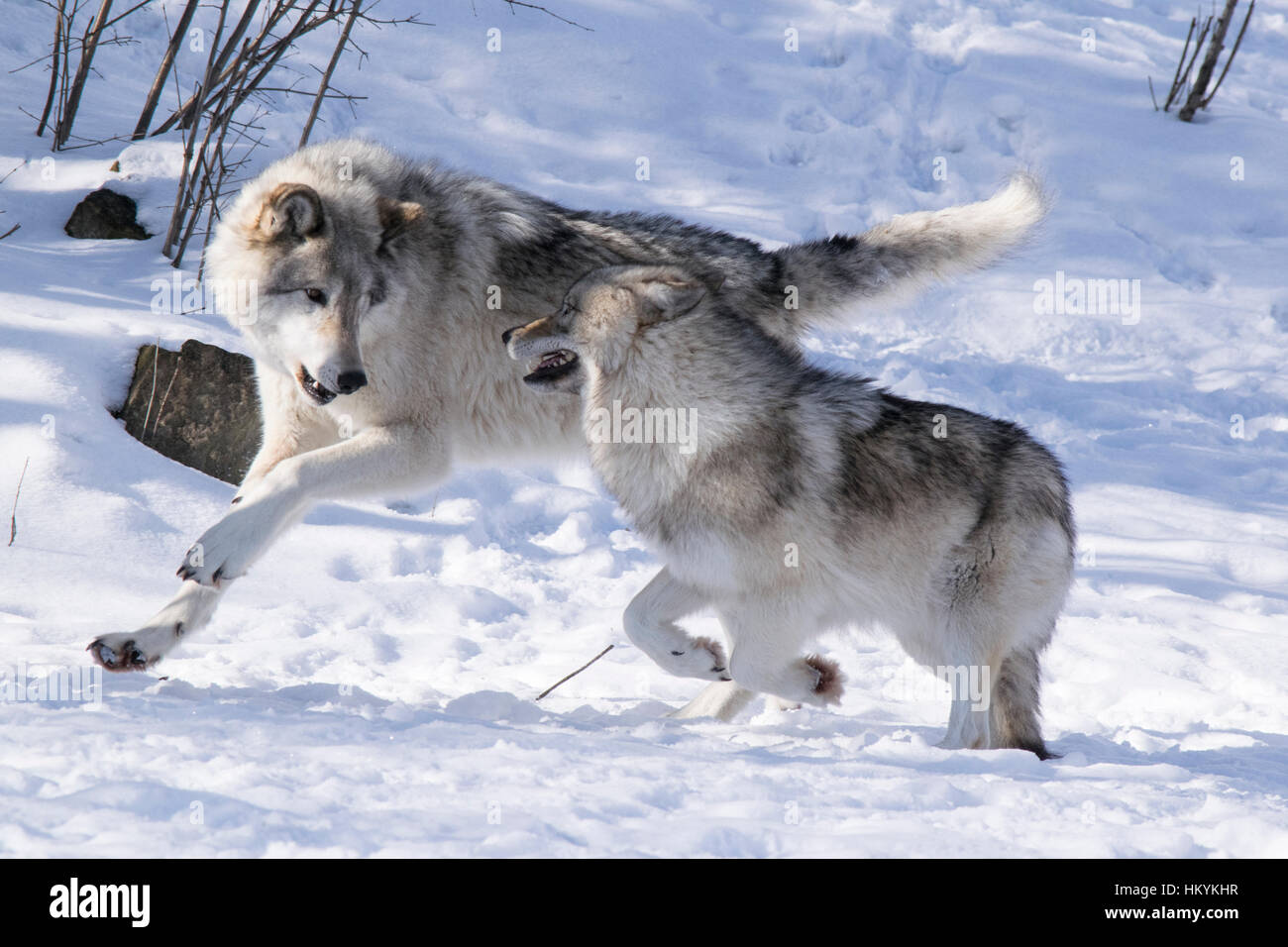 Two Timber Wolves playing. Stock Photo