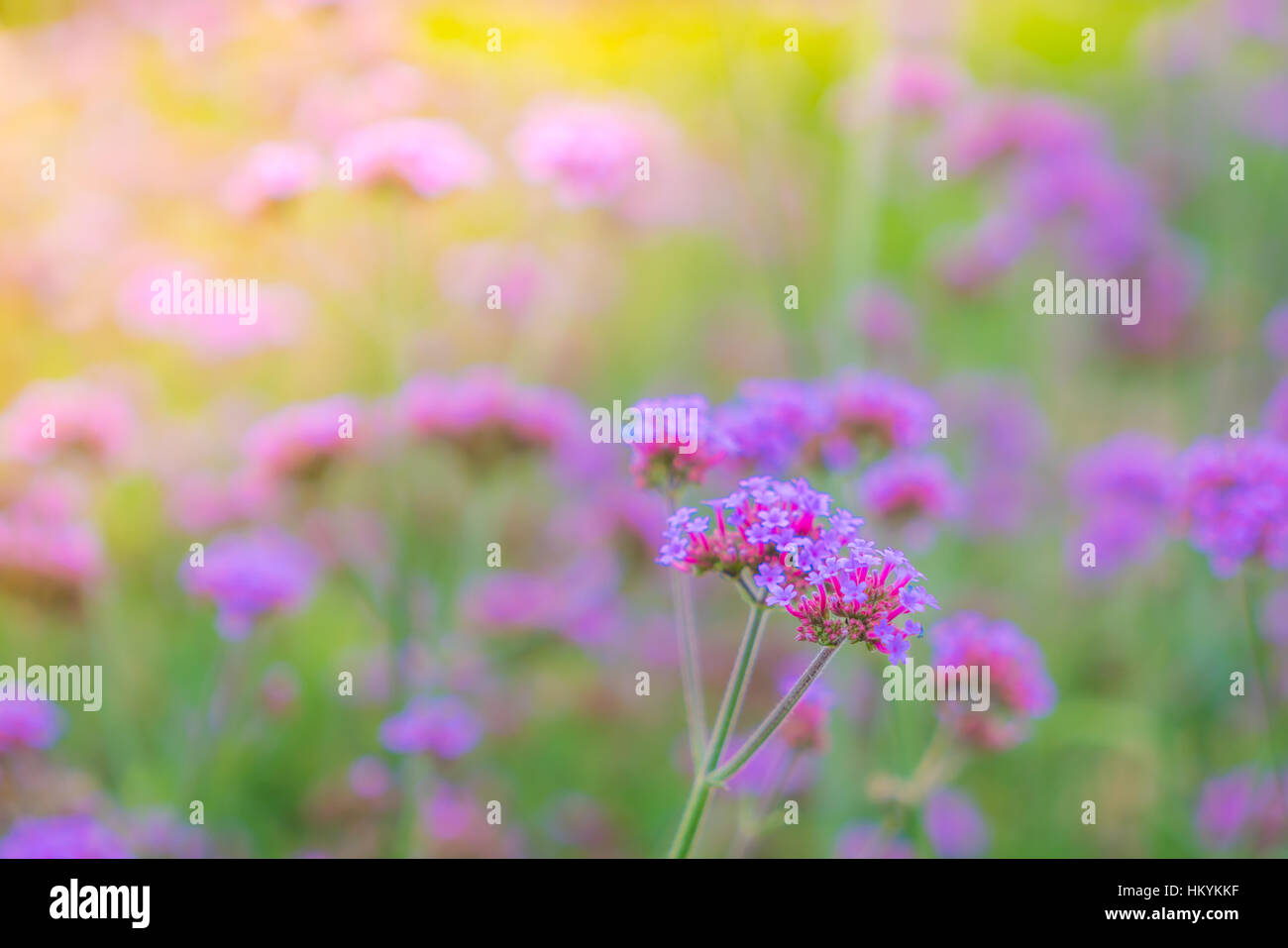 Beautiful pink bunch flowers on green grass background Stock Photo - Alamy