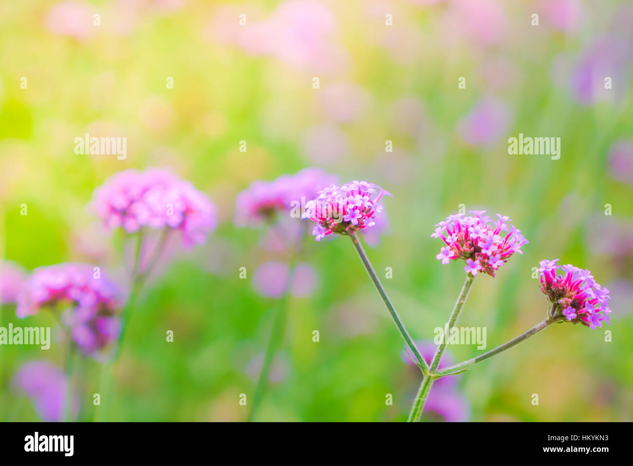 Beautiful pink bunch flowers on green grass background Stock Photo - Alamy
