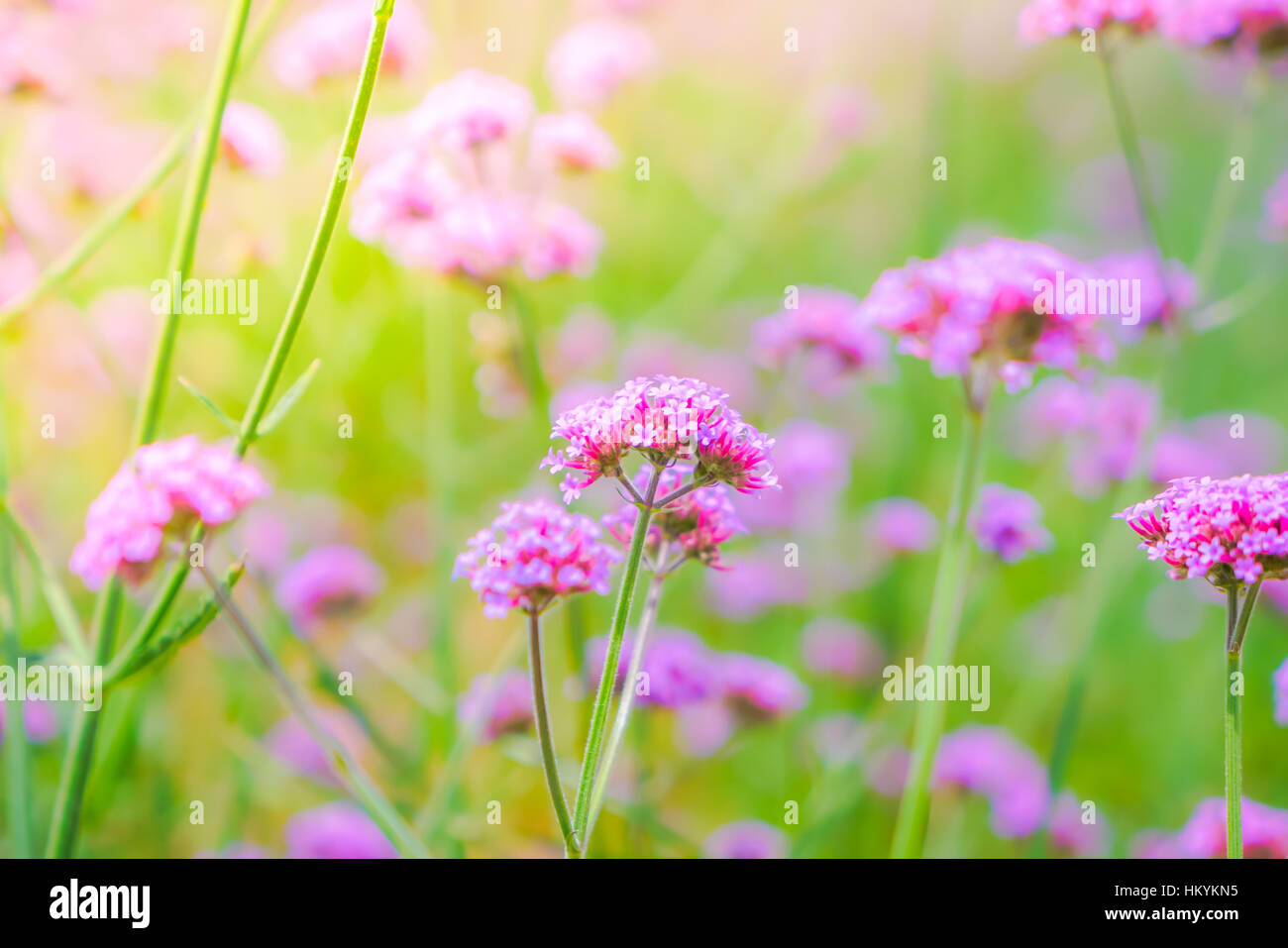 Beautiful pink bunch flowers on green grass background Stock Photo - Alamy
