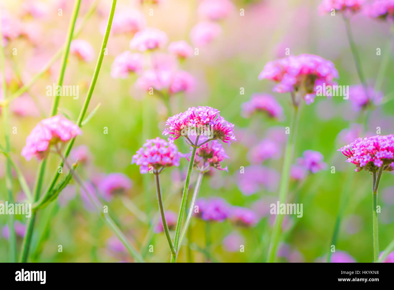 Beautiful pink bunch flowers on green grass background Stock Photo - Alamy