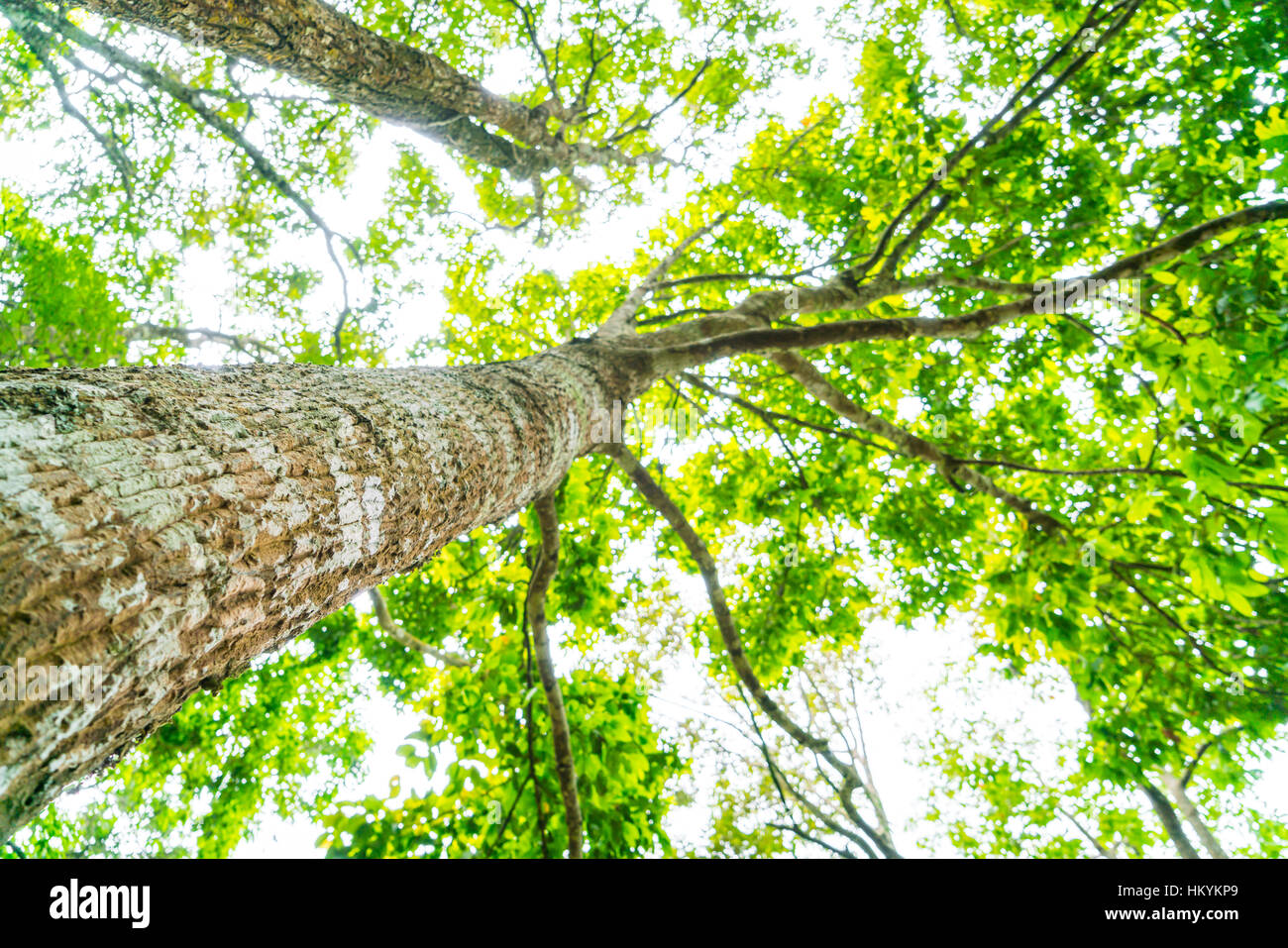 Beautiful green Forest trees Stock Photo - Alamy