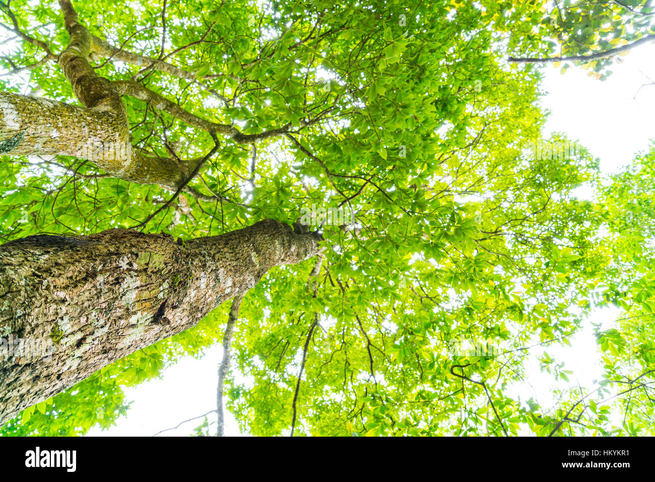 Beautiful green Forest trees Stock Photo - Alamy