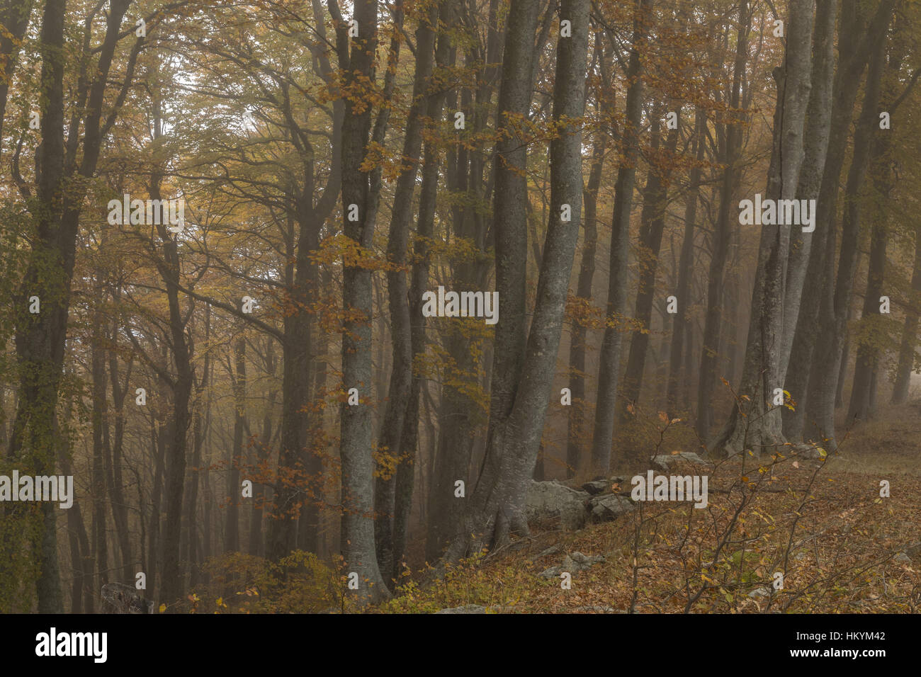 Old montane beechwoods in the mist, on Mount Pangio/Pageo, Thrace, north Greece. Stock Photo