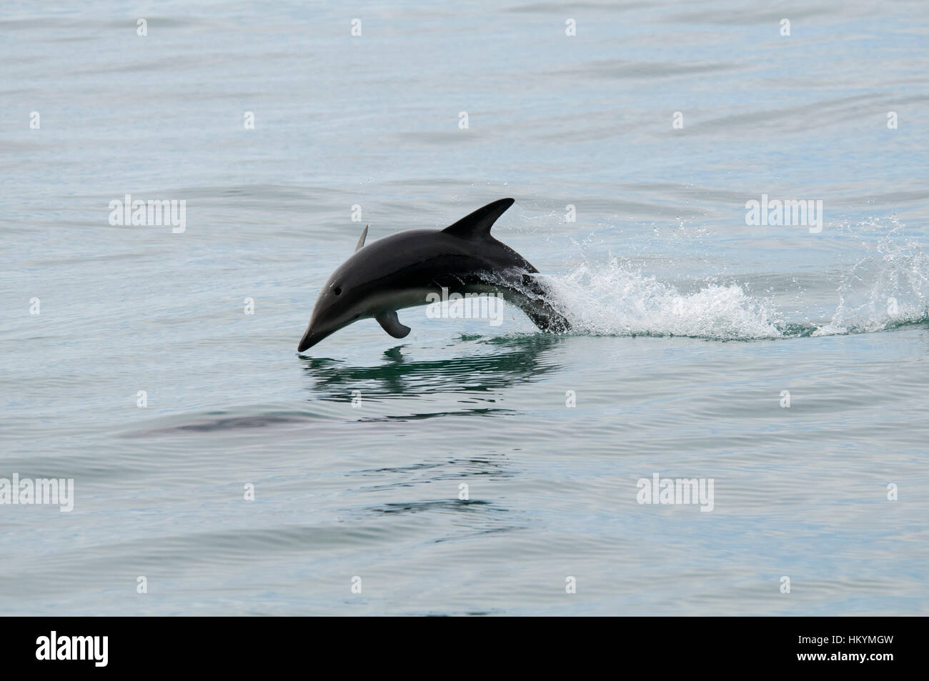 Dusky Dolphin jumping in the Pacific Ocean near Kaikoura in New Zealand. This springing seems to be some mating behavior- Stock Photo