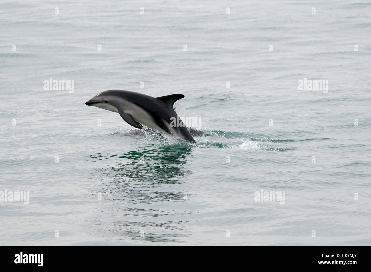 Dusky Dolphin jumping in the Pacific Ocean near Kaikoura in New Zealand. This springing seems to be some mating behavior- Stock Photo