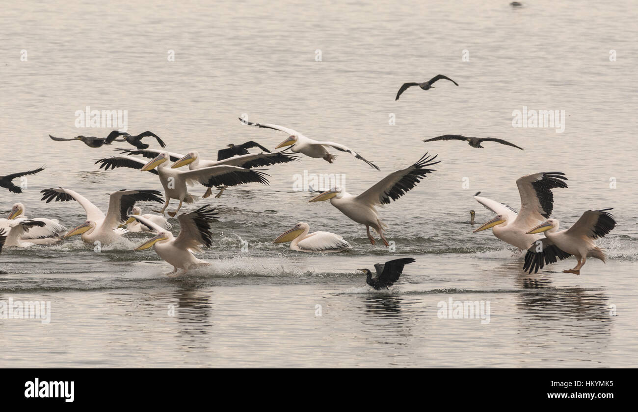 White Pelicans and Common Cormorants in feeding frenzy, chasing a shoal of fish; Lake Kerkini, Greece. Stock Photo