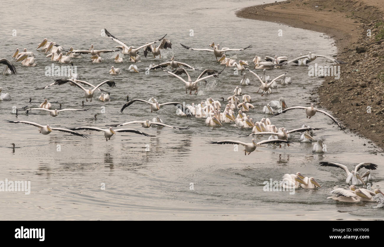White Pelicans and Common Cormorants in feeding frenzy, chasing a shoal of fish; Lake Kerkini, Greece. Stock Photo