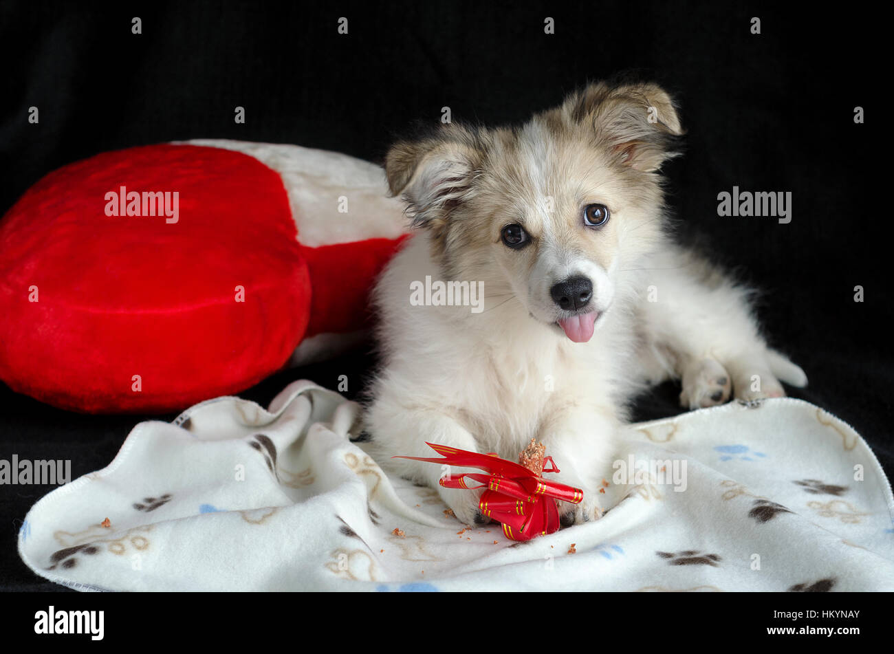 Fluffy puppy is lying on a napkin next to pillow in the shape of heart