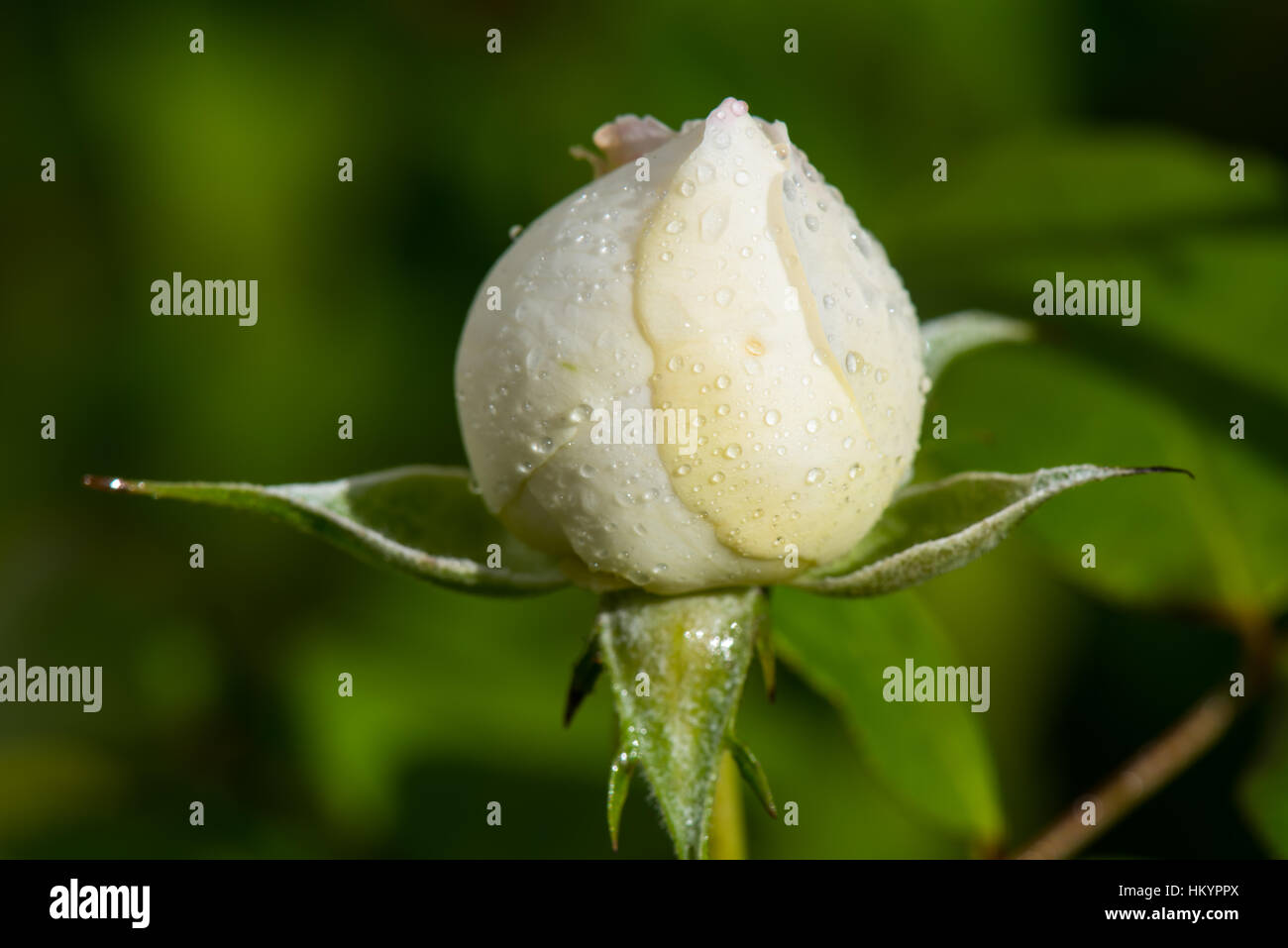 White rose bud. David Austin "Winchester Cathedral Stock Photo - Alamy