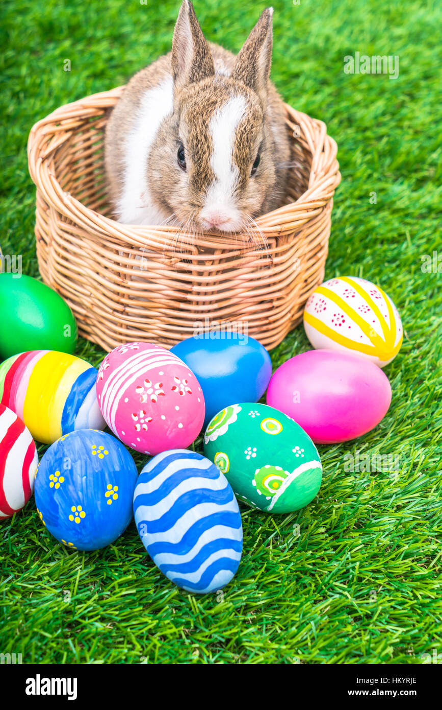 Rabbit and easter eggs in green grass Stock Photo - Alamy
