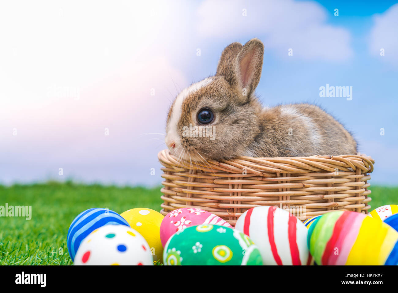 Rabbit and easter eggs in green grass with blue sky Stock Photo - Alamy