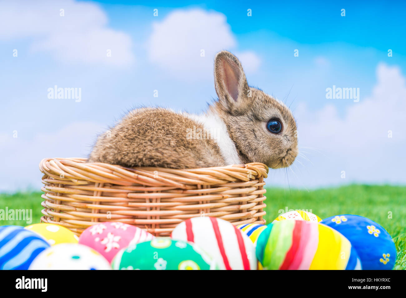 Rabbit and easter eggs in green grass with blue sky Stock Photo - Alamy