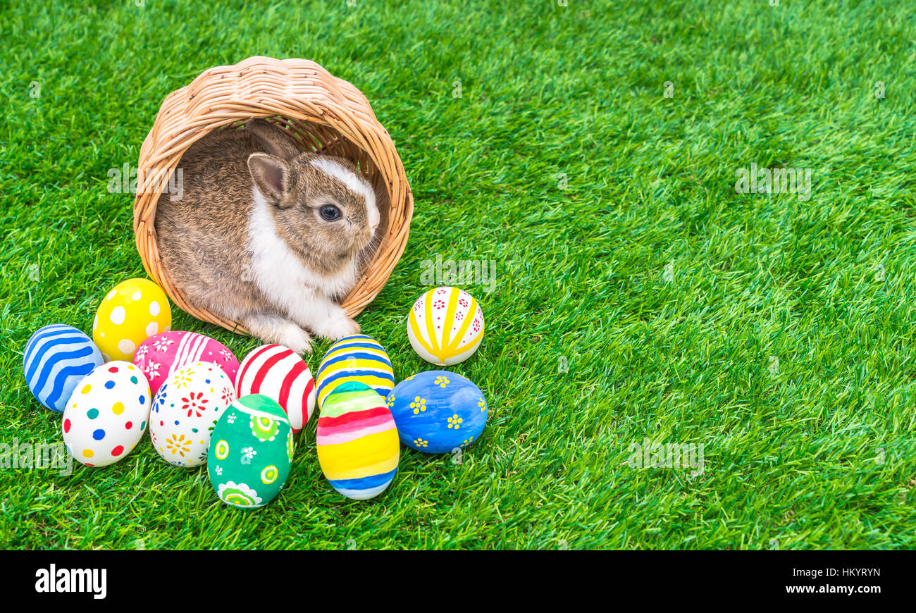 Rabbit and easter eggs in green grass Stock Photo - Alamy
