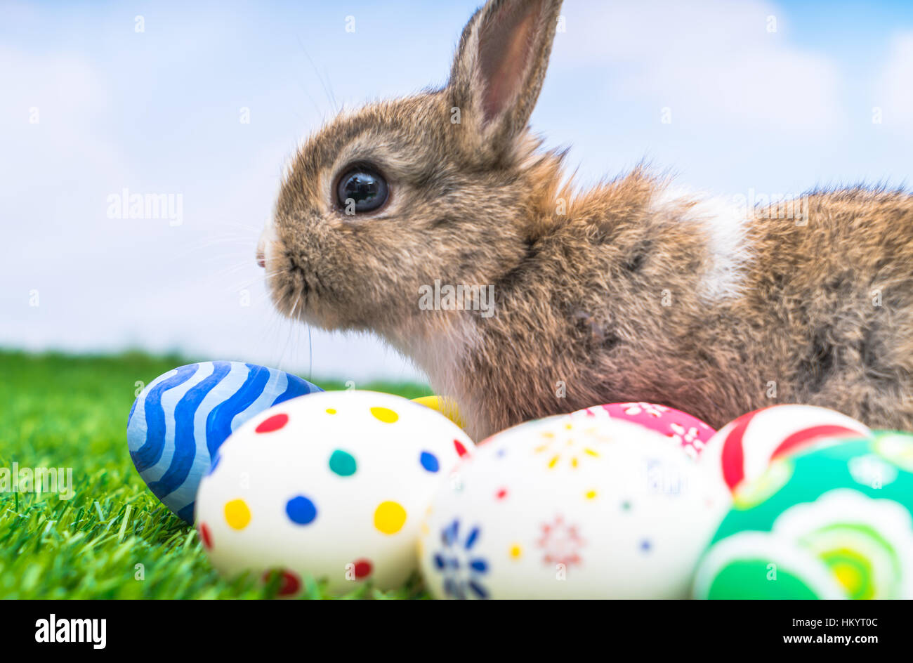 Rabbit and easter eggs in green grass with blue sky Stock Photo - Alamy