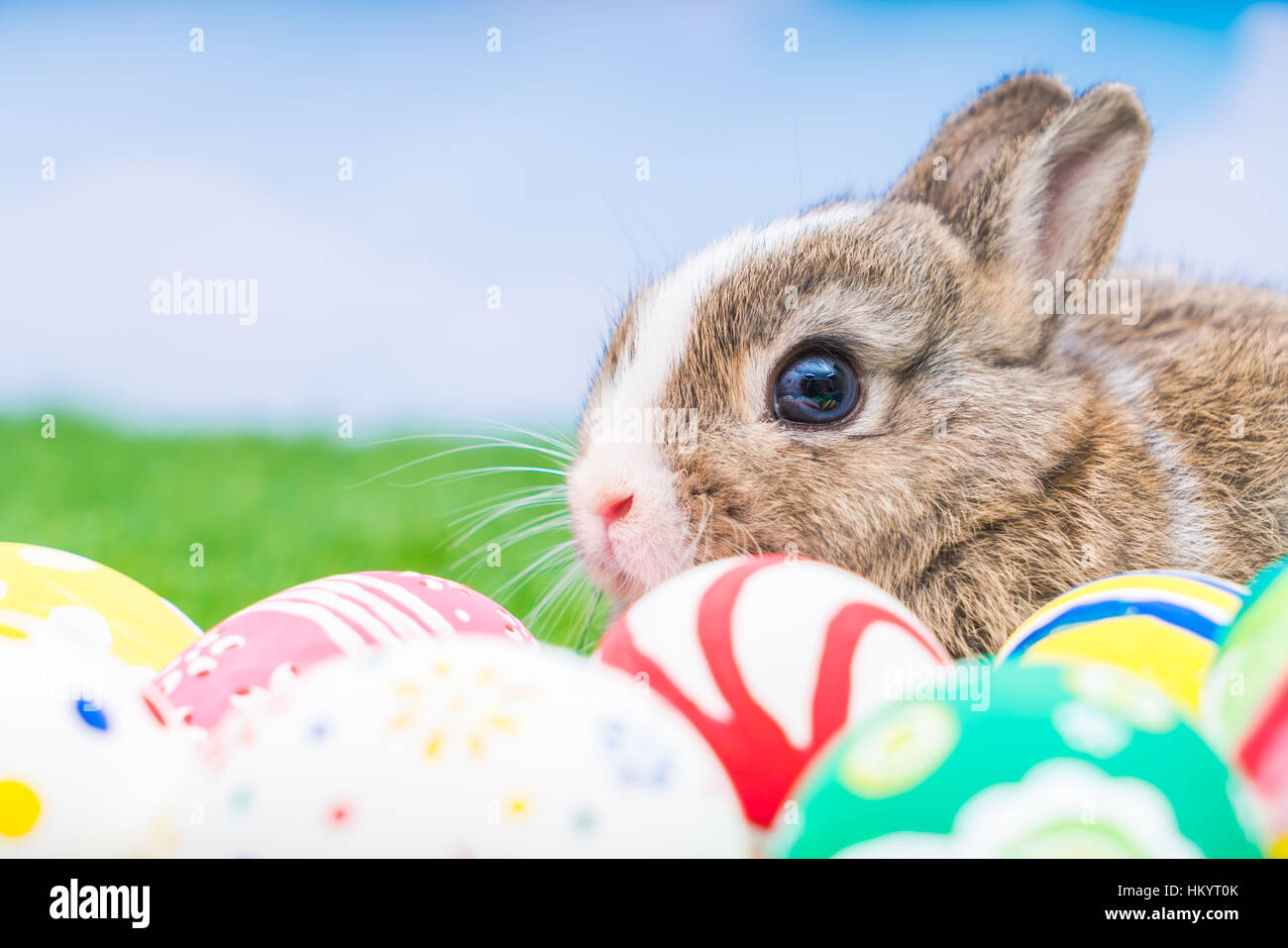 Rabbit and easter eggs in green grass with blue sky Stock Photo - Alamy