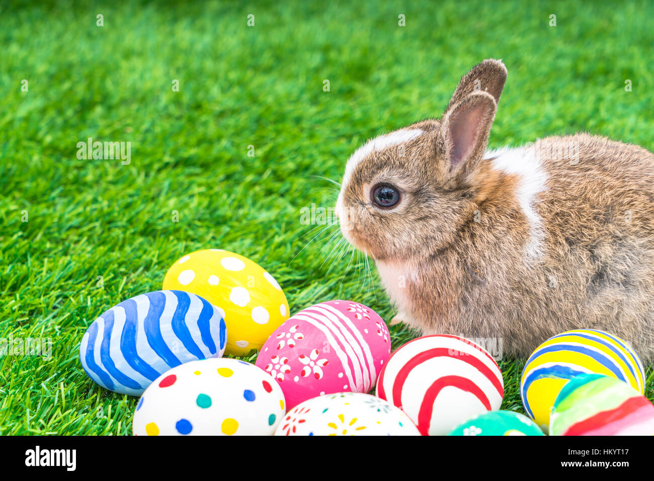 Rabbit and easter eggs in green grass Stock Photo - Alamy