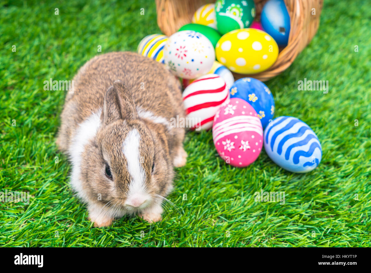 Rabbit and easter eggs in green grass Stock Photo - Alamy