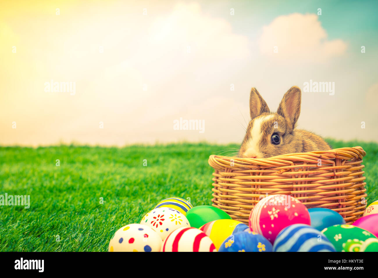 Rabbit and easter eggs in green grass with blue sky ( Filtered image ...