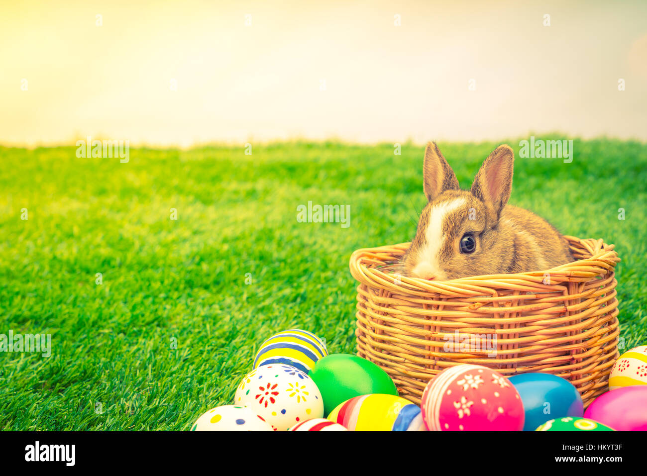 Rabbit and easter eggs in green grass with blue sky ( Filtered image ...