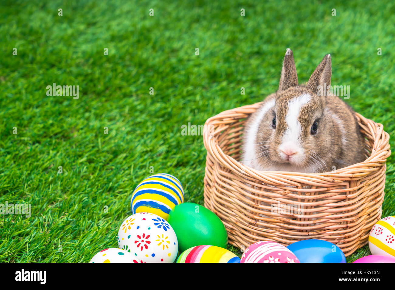 Rabbit and easter eggs in green grass Stock Photo - Alamy