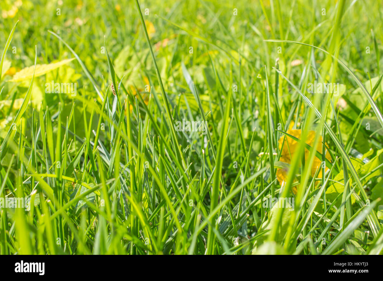 fallen autumn leaves on grass in sunny morning light Stock Photo - Alamy