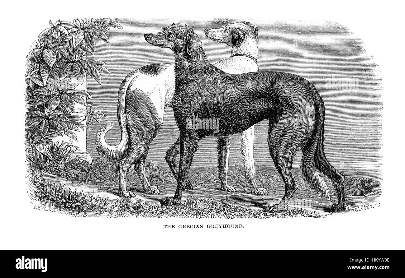 Greyhound Dog. 19th century Engraving from "Popular Natural History