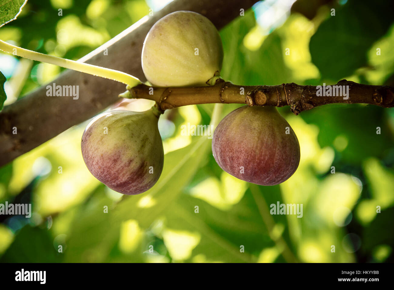 Dripping ripe fig on the tree, close up, soft focus Stock Photo - Alamy