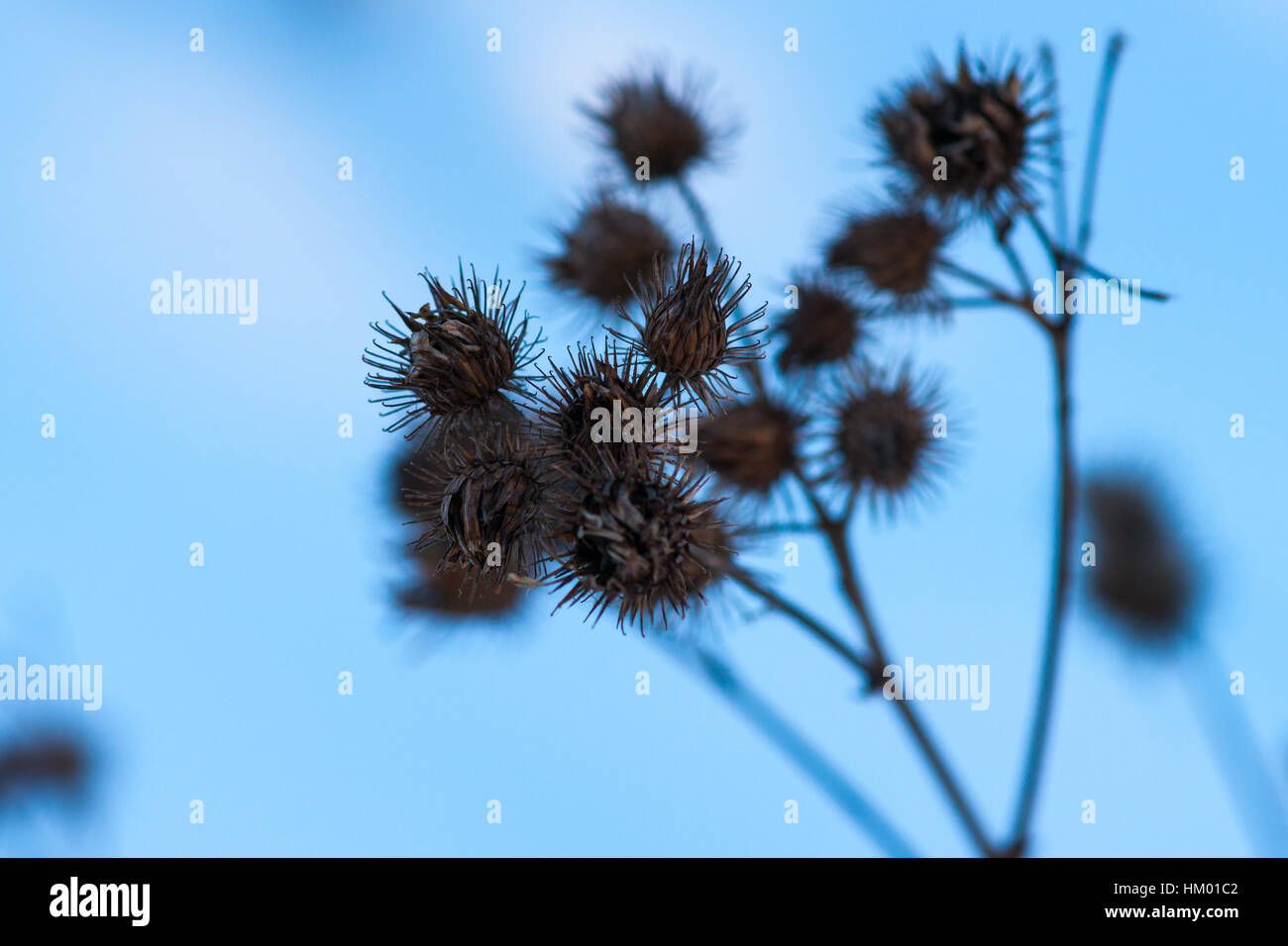 Dry common burdock against soft blue background of winter day Stock Photo