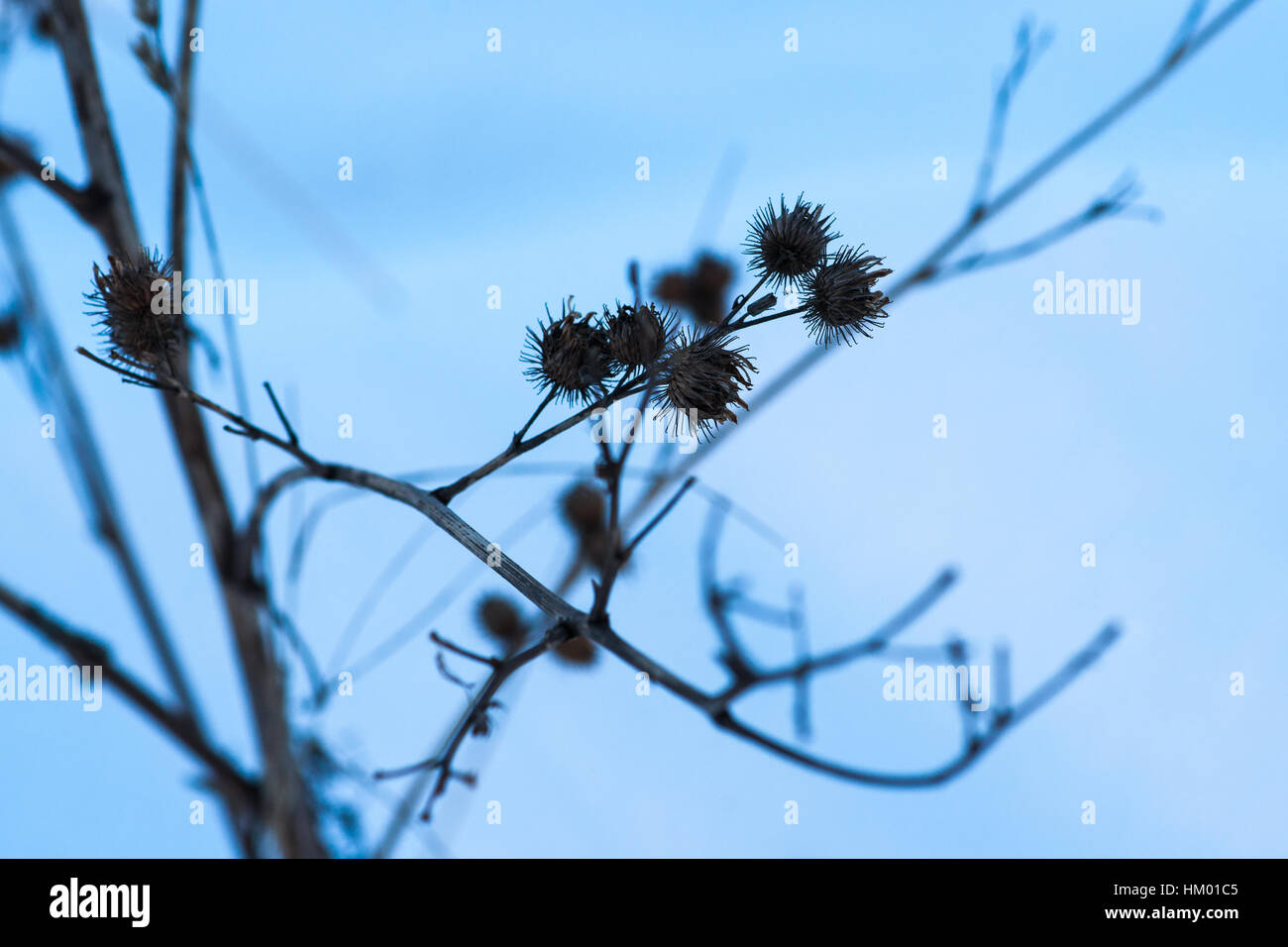 Dry common burdock shrub against soft blue background of winter evening Stock Photo
