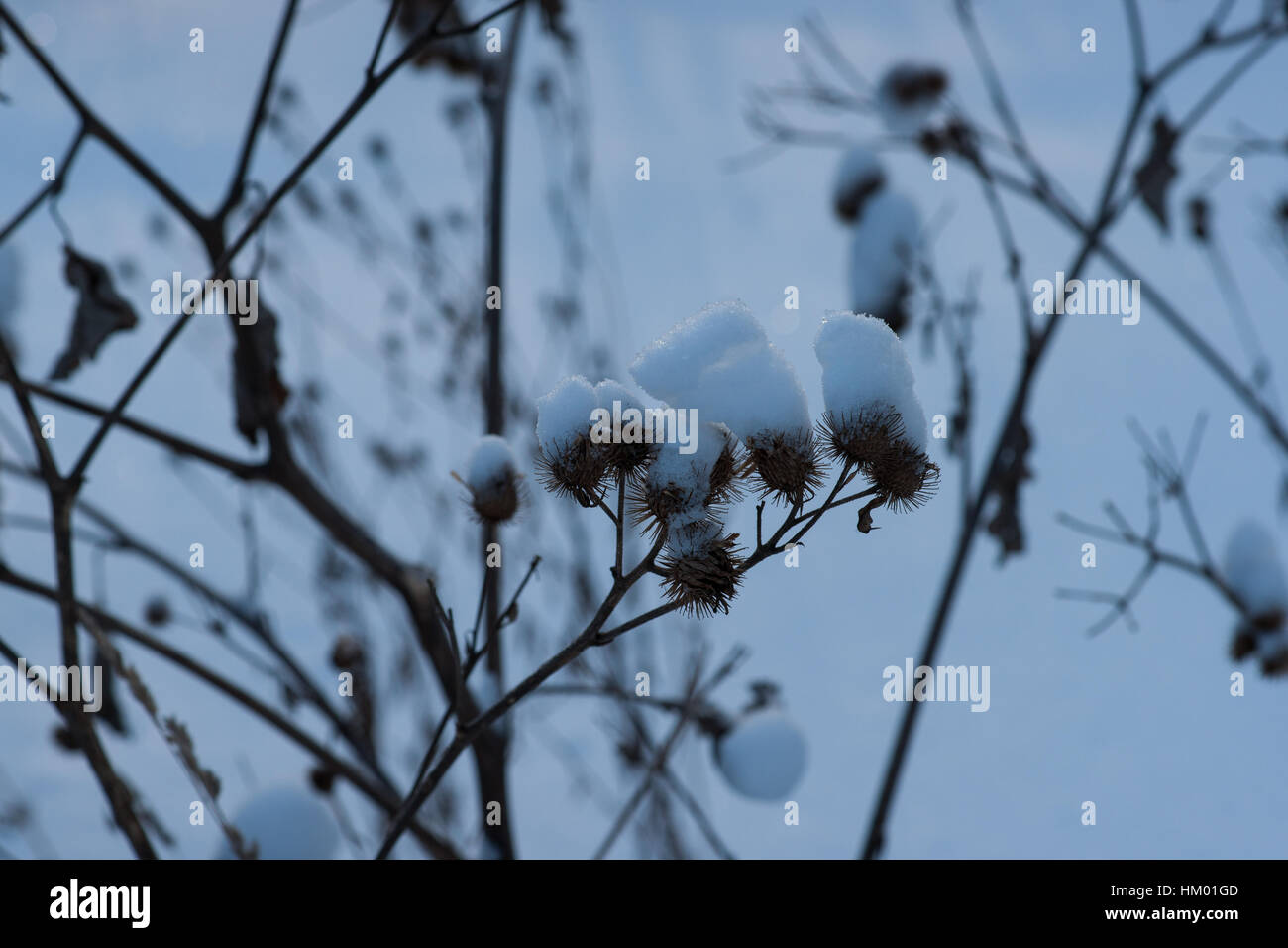 Dry snow covered common burdock against the white and bluish background of winter forest. Stock Photo